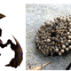 Illustration for article titled Zerg Rushes, Suicide Attacks and Splash Damage: How Real Insect Warfare is Similar to StarCraft